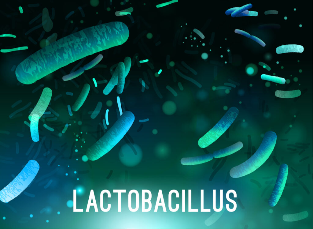 Lactobacillus, microorganism in Kimchi